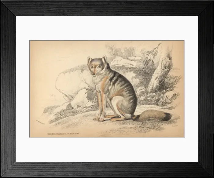 Framed Print : White-barred aguara fox, Cerdocyon mesoleucus Framed Print : White-barred aguara fox, Cerdocyon mesoleucus