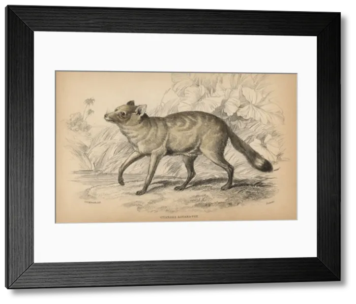 Framed Print : Crab eating fox, Cerdocyon thous guaraxa Framed Print : Crab eating fox, Cerdocyon thous guaraxa