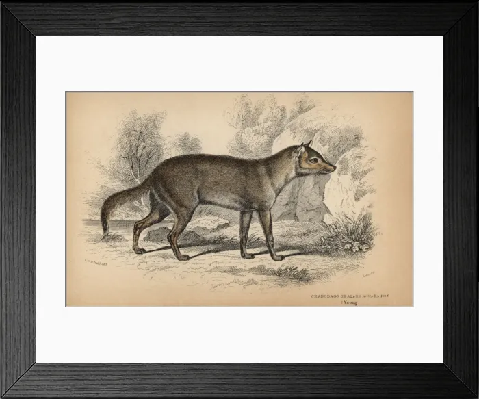 Framed Print : Pampas or Azaras fox, Lycalopex gymnocercus Framed Print : Pampas or Azaras fox, Lycalopex gymnocercus