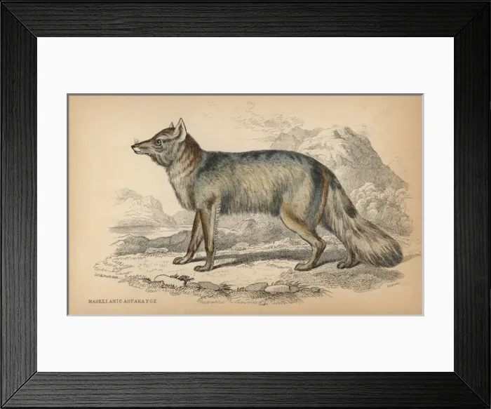 Framed Print : Culpeo, Lycalopex culpaeus Framed Print : Culpeo, Lycalopex culpaeus