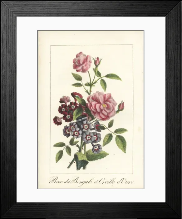 Framed Print : Indian rose, Rosa indica, and Primula auricula Framed Print : Indian rose, Rosa indica, and Primula auricula