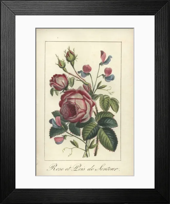 Framed Print : Rose and sweet pea Framed Print : Rose and sweet pea