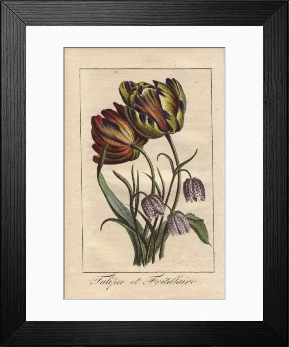 Framed Print : Tulips and fritillaries, Tulipa and Fritillaria Framed Print : Tulips and fritillaries, Tulipa and Fritillaria