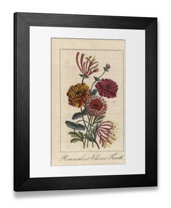 Framed Print : Persian buttercups and honeysuckles, Ranonculus Framed Print : Persian buttercups and honeysuckles, Ranonculus