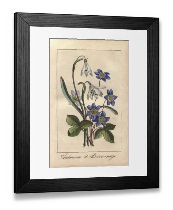 Framed Print : Blue anemones and white snowdrops, Anemone Framed Print : Blue anemones and white snowdrops, Anemone