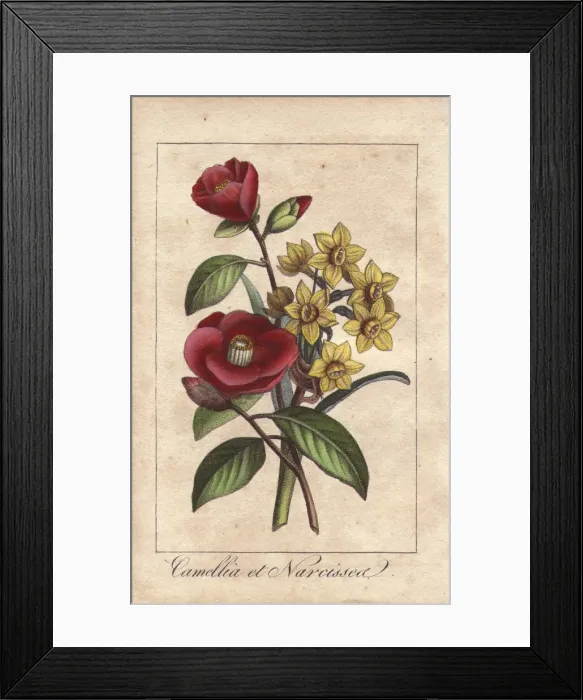 Framed Print : Camellias and daffodils, Camellia japonica Framed Print : Camellias and daffodils, Camellia japonica