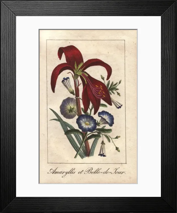 Framed Print : Crimson amaryllis and dwarf morning glory Framed Print : Crimson amaryllis and dwarf morning glory