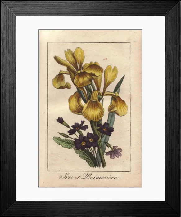 Framed Print : Iris and primrose, Iris pseudacorus and Primula vulgaris Framed Print : Iris and primrose, Iris pseudacorus and Primula vulgaris