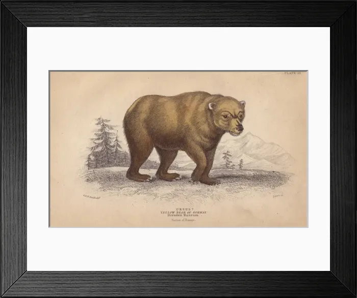 Framed Print : Yellow bear of Norway, Ursus arctos Framed Print : Yellow bear of Norway, Ursus arctos
