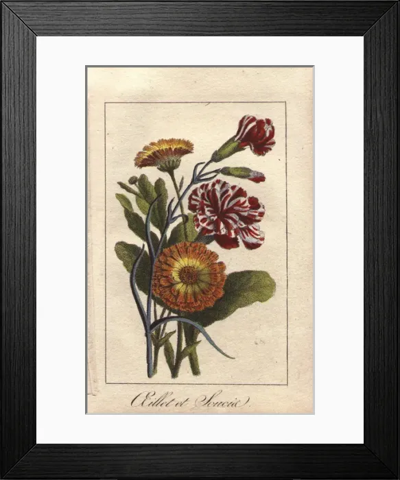 Framed Print : Carnation and marigold, Dianthus caryophyllus Framed Print : Carnation and marigold, Dianthus caryophyllus