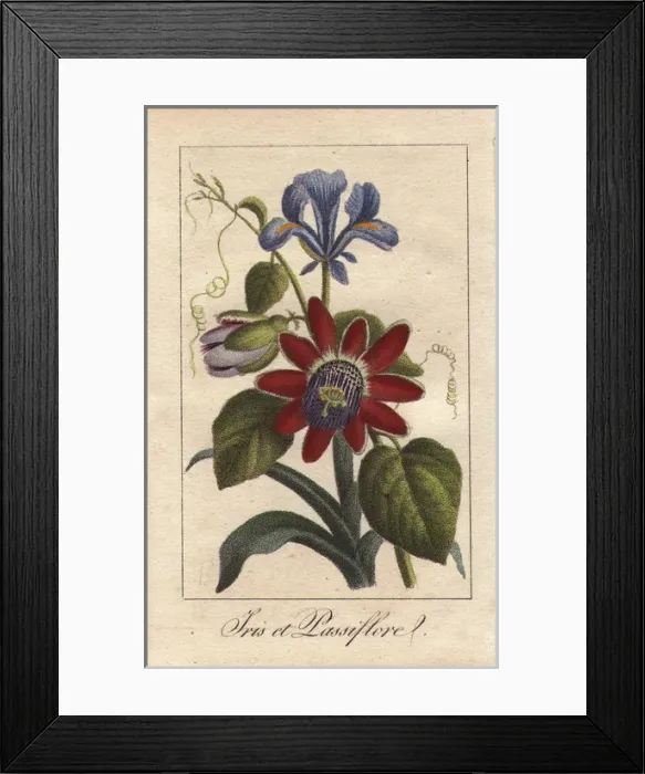 Framed Print : Blue iris and passionflower, Iris spuria Framed Print : Blue iris and passionflower, Iris spuria