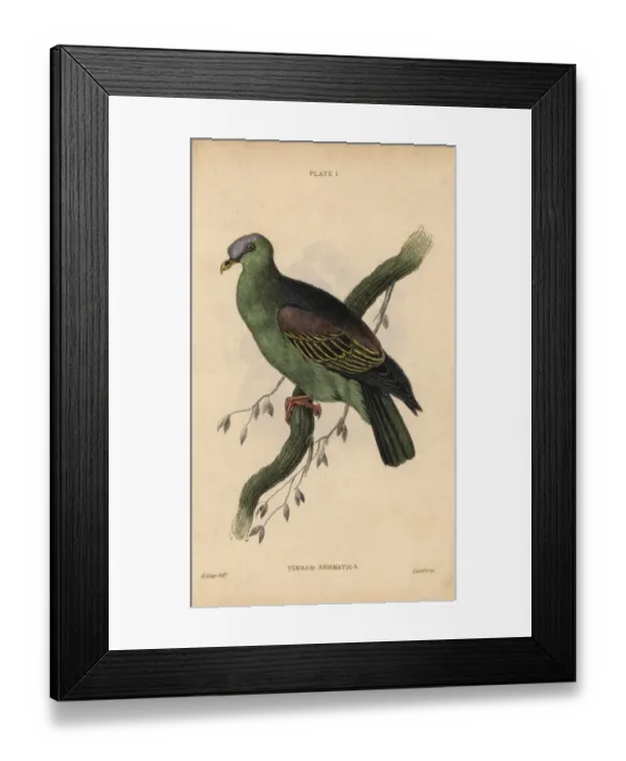 Framed Print : Buru green pigeon, Treron aromaticus Framed Print : Buru green pigeon, Treron aromaticus