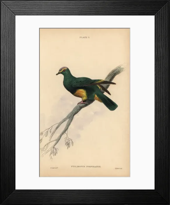 Framed Print : Grey-green fruit dove, Ptilinopus purpuratus Framed Print : Grey-green fruit dove, Ptilinopus purpuratus
