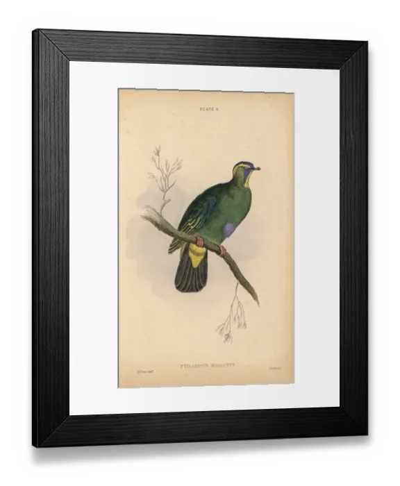 Framed Print : Blue-capped fruit dove, Ptilinopus monacha, near threatened Framed Print : Blue-capped fruit dove, Ptilinopus monacha, near threatened