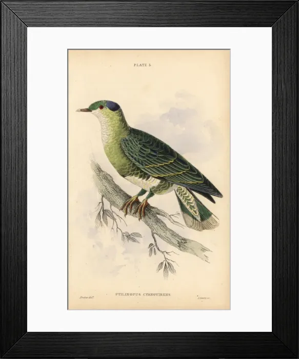 Framed Print : Blue and green turteline, Ptilinopus cyano-virens Framed Print : Blue and green turteline, Ptilinopus cyano-virens