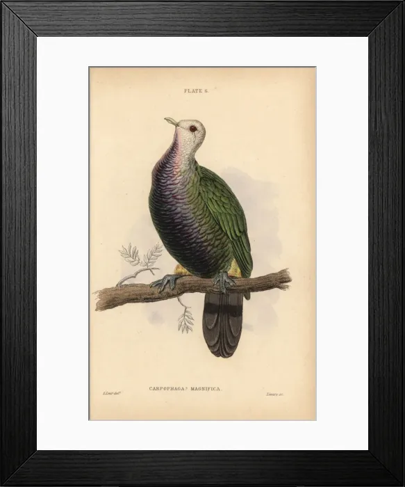 Framed Print : Wompoo fruit dove, Ptilinopus magnificus, native Framed Print : Wompoo fruit dove, Ptilinopus magnificus, native