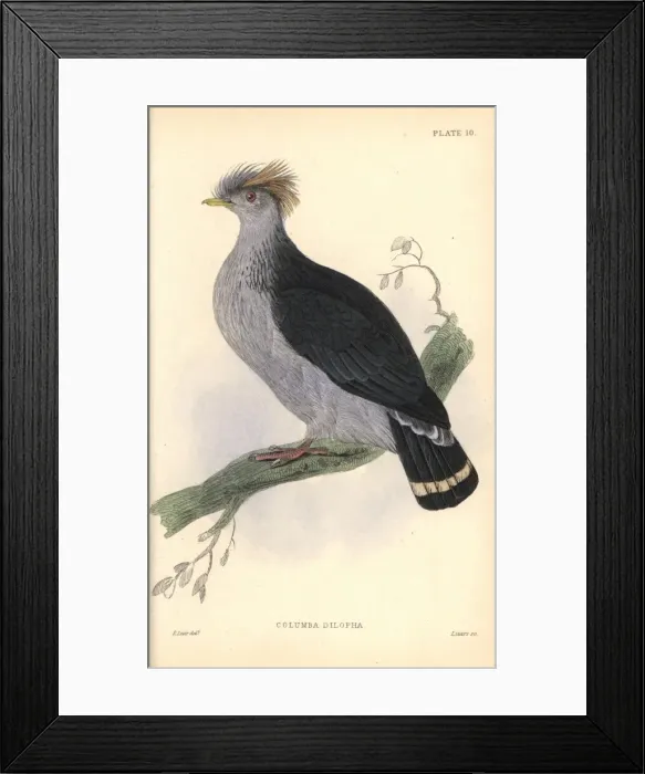 Framed Print : Topknot pigeon, Lopholaimus antarcticus Framed Print : Topknot pigeon, Lopholaimus antarcticus