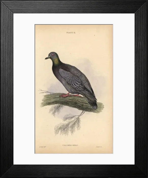 Framed Print : Stock dove or stock pigeon, Columba oenas