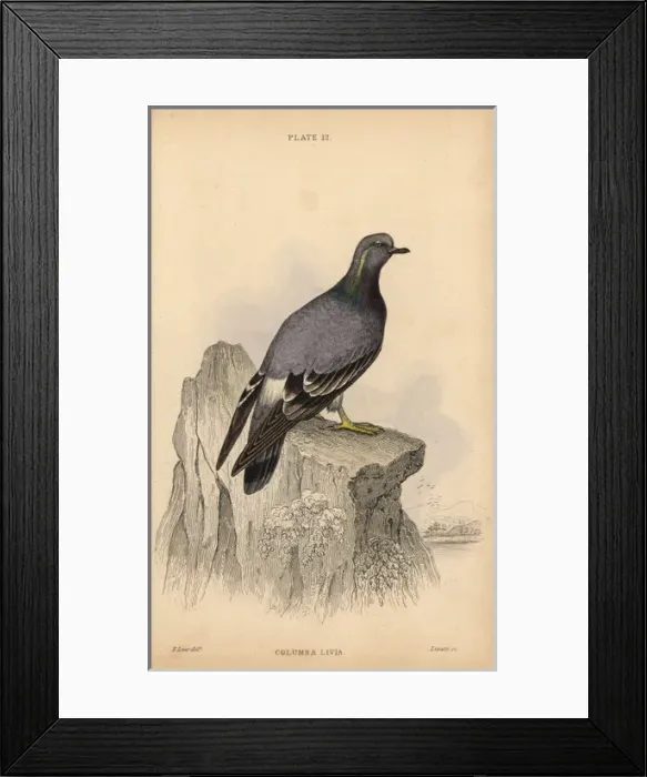 Framed Print : Rock pigeon, Columba livia Framed Print : Rock pigeon, Columba livia