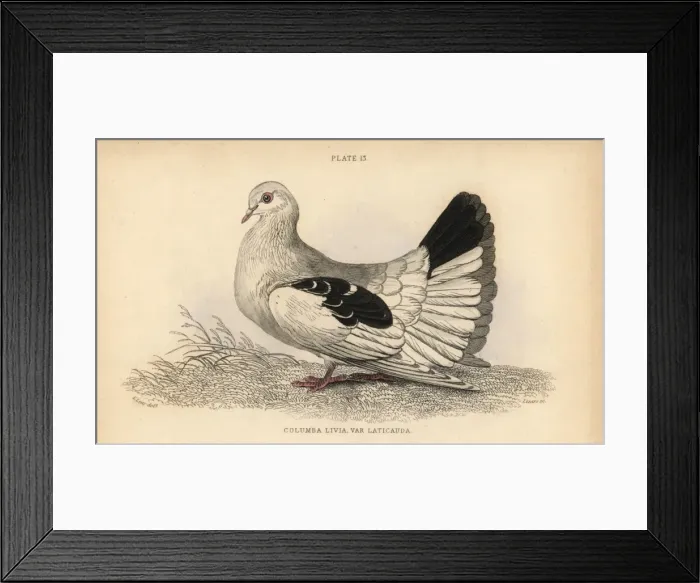 Framed Print : Broad or fan-tailed shaker, Columba tremula Framed Print : Broad or fan-tailed shaker, Columba tremula