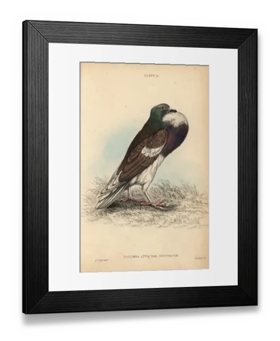 Framed Print : Pouter or cropper pigeon, Columba livia gutturosa