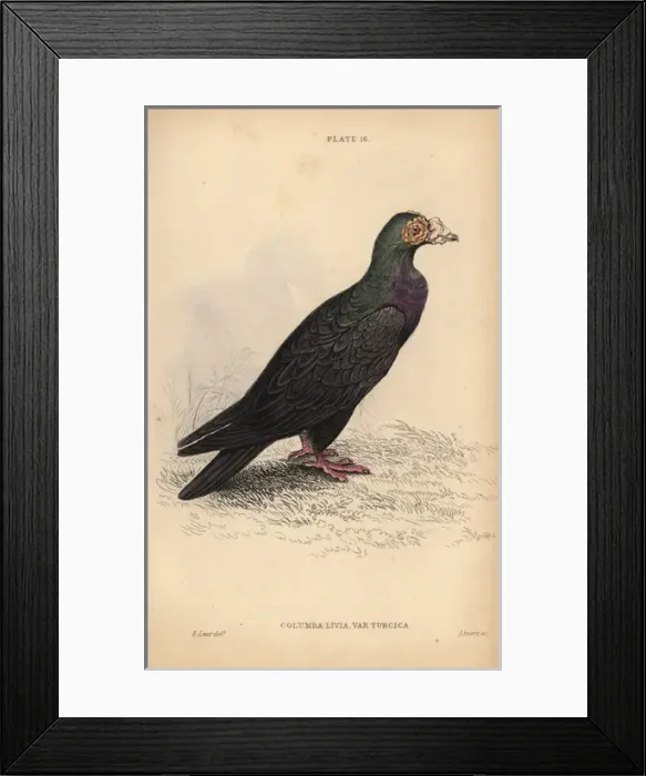 Framed Print : Turkish or mawmet pigeon, Columba livia var Framed Print : Turkish or mawmet pigeon, Columba livia var