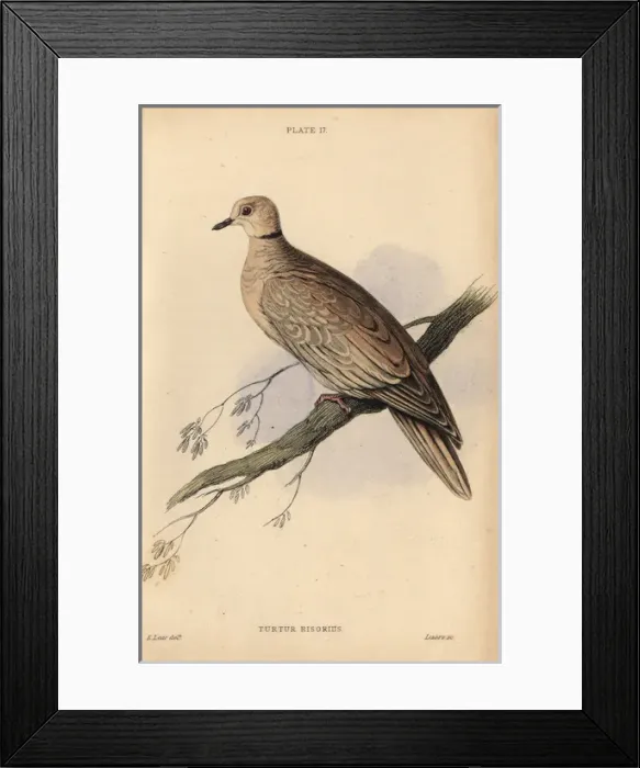 Framed Print : Collared dove, Streptopelia decaocto, native Framed Print : Collared dove, Streptopelia decaocto, native