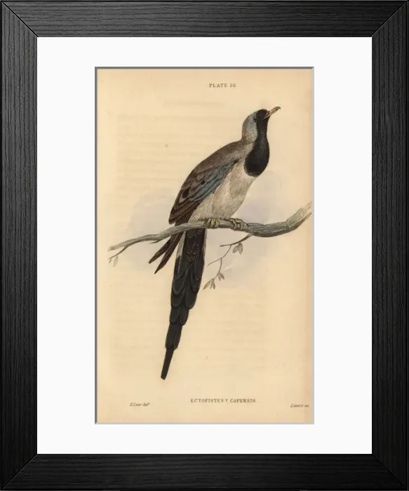 Framed Print : Namaqua dove, Oena capensis Framed Print : Namaqua dove, Oena capensis
