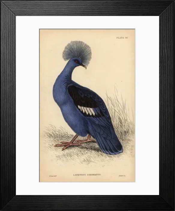 Framed Print : Western crowned pigeon, Goura cristata, vulnerable Framed Print : Western crowned pigeon, Goura cristata, vulnerable