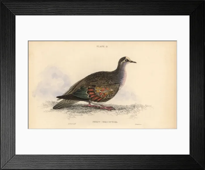Framed Print : Common bronzewing, Phaps chalcoptera Framed Print : Common bronzewing, Phaps chalcoptera