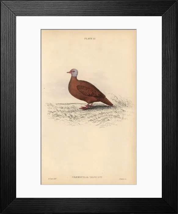 Framed Print : Ruddy ground dove, Columbina talpacoti Framed Print : Ruddy ground dove, Columbina talpacoti