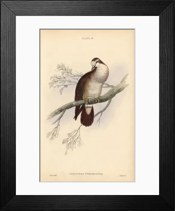 Framed Print : Tambourine dove, Turtur tympanistria, native to Africa Framed Print : Tambourine dove, Turtur tympanistria, native to Africa