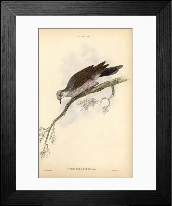 Framed Print : Gray-fronted dove, Leptotila rufaxilla, native Framed Print : Gray-fronted dove, Leptotila rufaxilla, native
