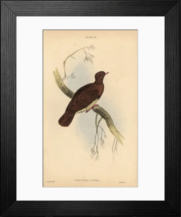 Framed Print : Ruddy quail-dove, Geotrygon montana Framed Print : Ruddy quail-dove, Geotrygon montana