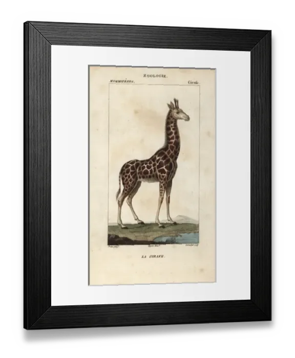 Framed Print : Giraffe, Giraffa camelopardalis Framed Print : Giraffe, Giraffa camelopardalis
