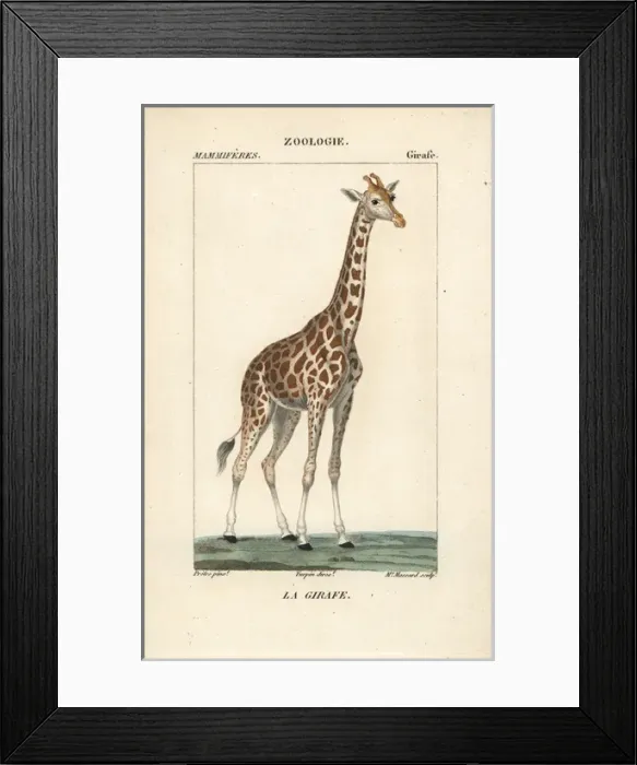 Framed Print : Giraffe, Giraffa camelopardalis Framed Print : Giraffe, Giraffa camelopardalis