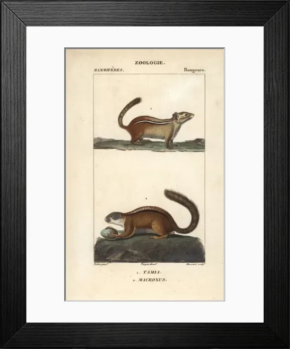 Framed Print : Eastern chipmunk, Tamias striatus, and tree Framed Print : Eastern chipmunk, Tamias striatus, and tree