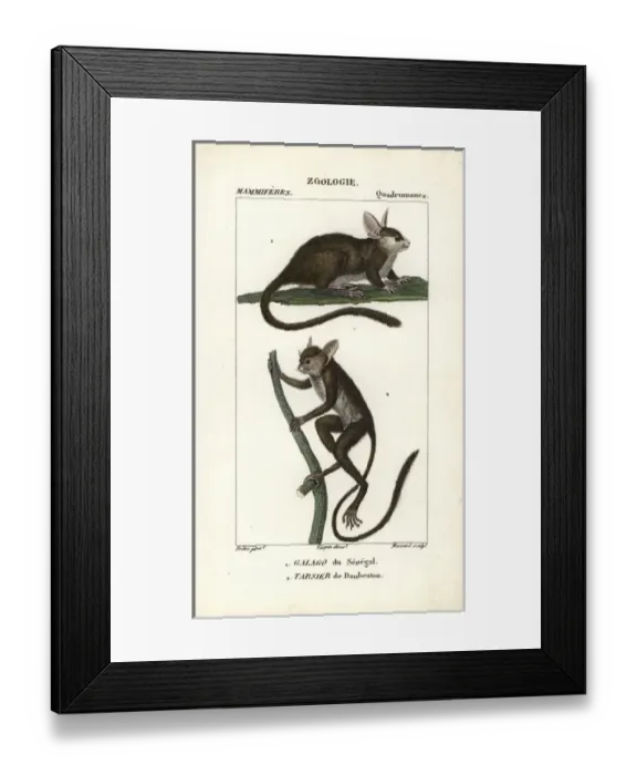 Framed Print : Tufted capuchin, Sapajus apella, and squirrel Framed Print : Tufted capuchin, Sapajus apella, and squirrel