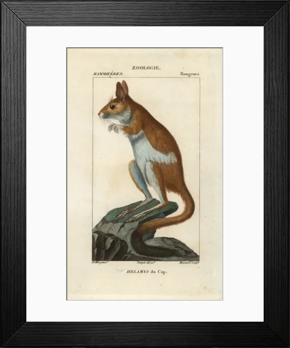 Framed Print : Cape springhare, Pedetes capensis Framed Print : Cape springhare, Pedetes capensis