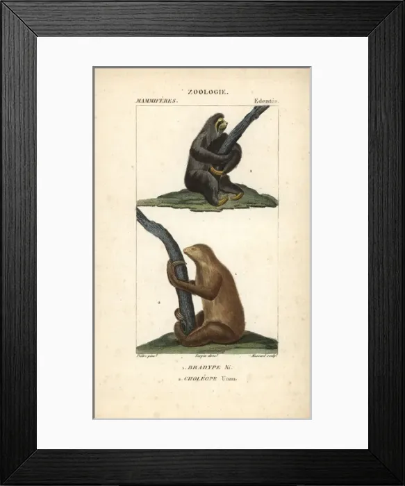 Framed Print : Maned three-toed sloth, Bradypus torquatus Framed Print : Maned three-toed sloth, Bradypus torquatus