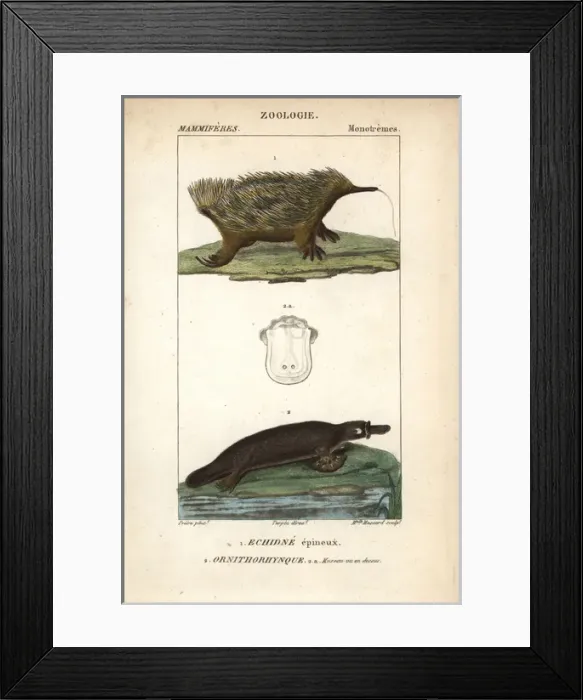 Framed Print : Short-beaked echidna, Tachyglossus aculeatus Framed Print : Short-beaked echidna, Tachyglossus aculeatus