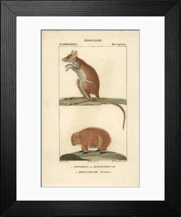 Framed Print : Long-footed kangaroo rat, Potorous longipes Framed Print : Long-footed kangaroo rat, Potorous longipes