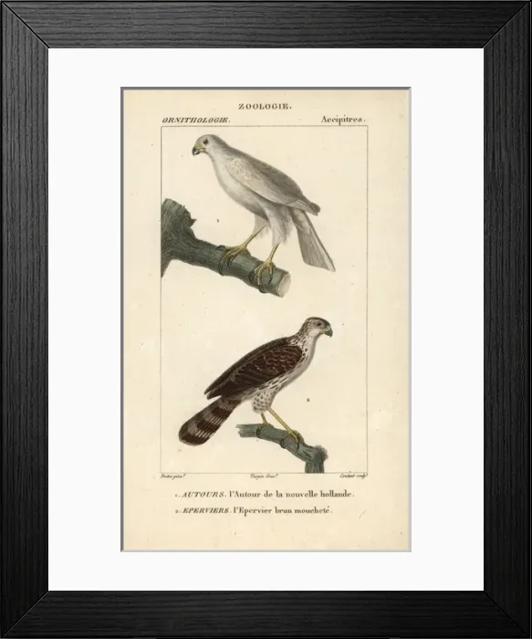 Framed Print : Grey goshawk, Accipiter novaehollandiae Framed Print : Grey goshawk, Accipiter novaehollandiae