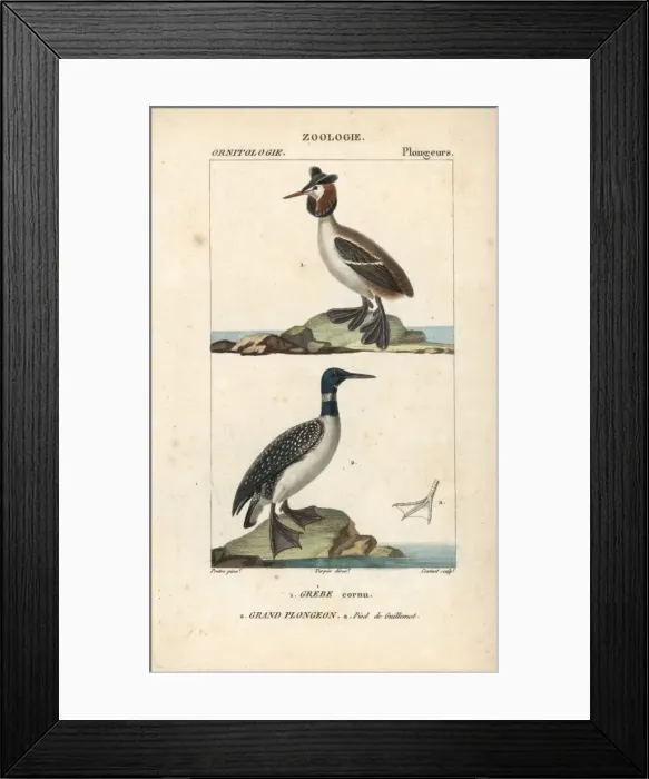 Framed Print : Horned or Slavonian grebe, Podiceps auritus Framed Print : Horned or Slavonian grebe, Podiceps auritus
