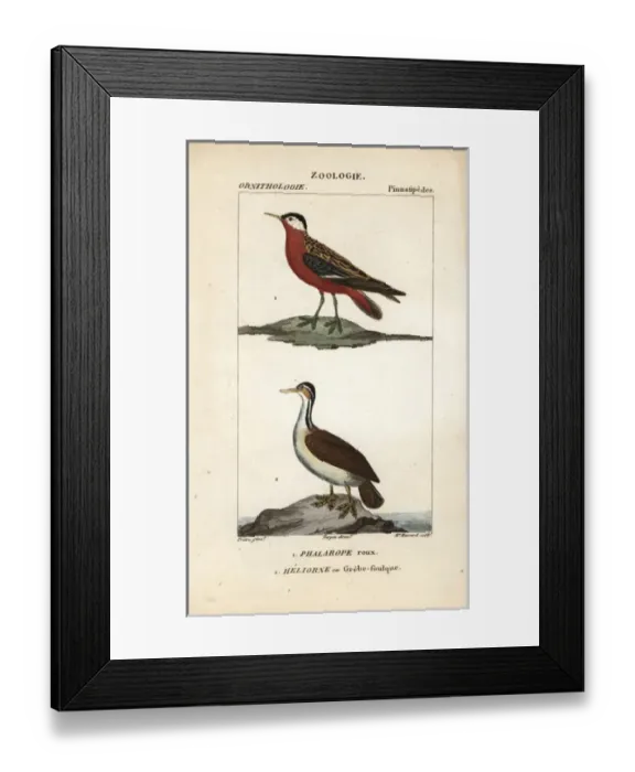 Framed Print : Red phalarope, Phalaropus fulicarius, and sungrebe Framed Print : Red phalarope, Phalaropus fulicarius, and sungrebe