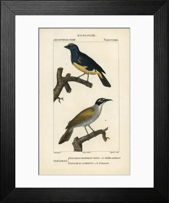 Framed Print : Turquoise tanager, Tangara mexicana, and palm Framed Print : Turquoise tanager, Tangara mexicana, and palm