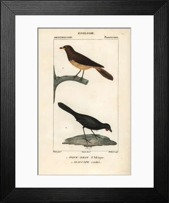 Framed Print : Yellow-billed oxpecker, Buphagus africanus Framed Print : Yellow-billed oxpecker, Buphagus africanus