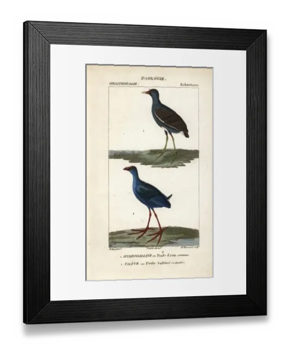 Framed Print : Common moorhen, Gallinula chloropus, and purple Framed Print : Common moorhen, Gallinula chloropus, and purple