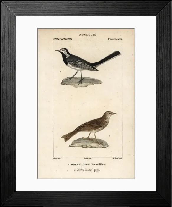 Framed Print : White wagtail, Motacilla alba, and tree pipit Framed Print : White wagtail, Motacilla alba, and tree pipit