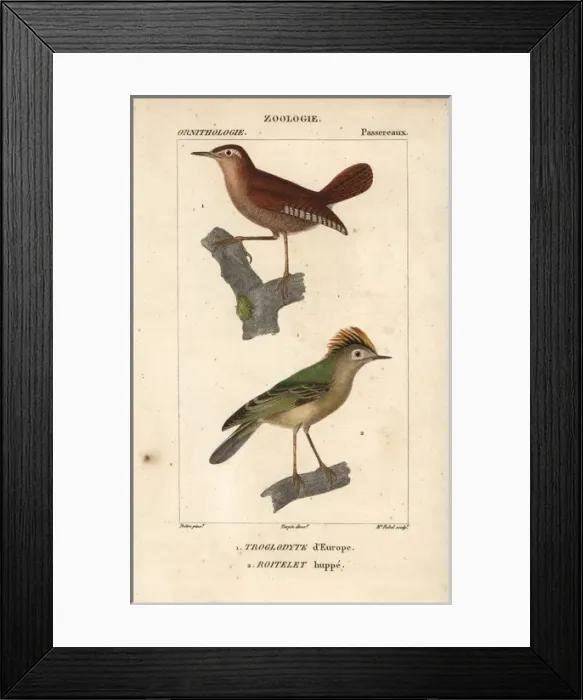 Framed Print : Eurasian wren, Troglodytes troglodytes Framed Print : Eurasian wren, Troglodytes troglodytes
